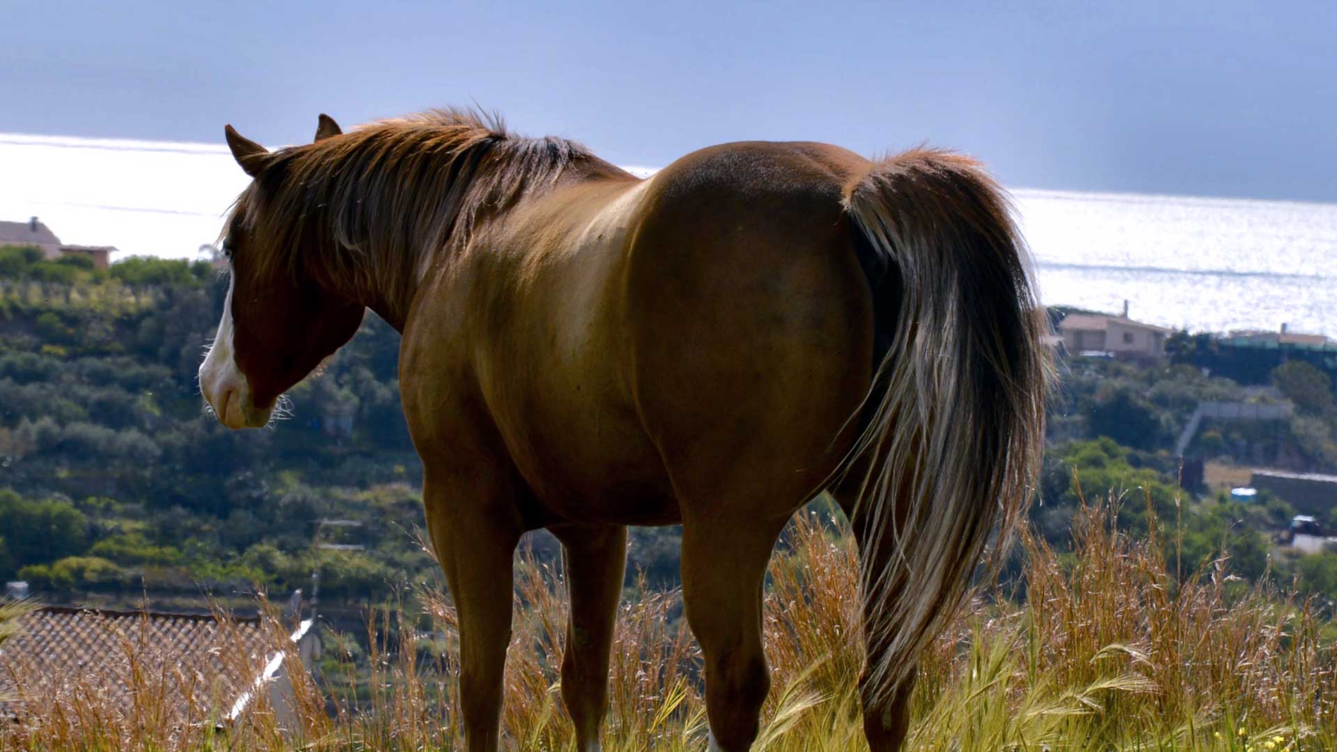 Escursioni a cavallo